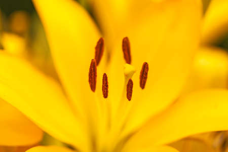 A closeup view with selective focus emphasis on the pistil and stamens inside a yellow lily.の写真素材
