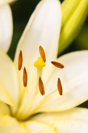 A closeup view with selective focus emphasis on the pistil and stamens inside a white lily.の写真素材