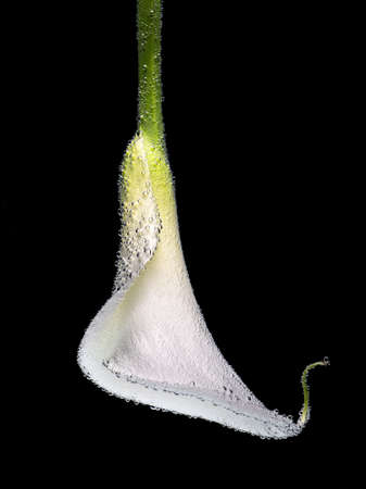 White calla flower upside down under the water with bubbles on black background.の写真素材