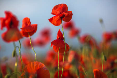 Beautiful bright red poppy flowers blooming on field against blue sky background.の写真素材