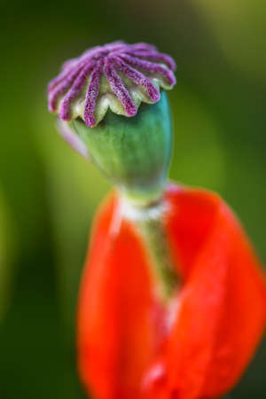 Drop green bud of a red poppyflower on green defocused background. Close-upの写真素材