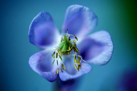 Close-up of a blue Aquilegia - columbine blooming over nature backgroundの写真素材