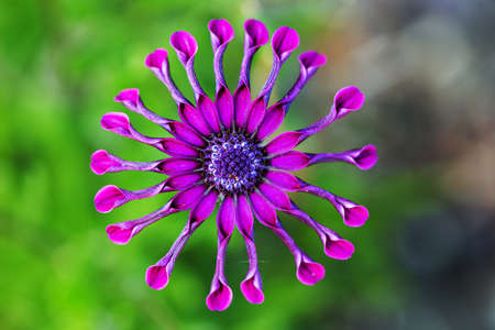 Purple African Daisy or Osteospermum exotic tropical flower against natural green background