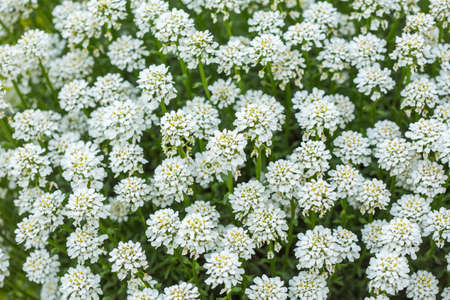 Abstract background of white sweet woodruff flowering plants - Galium odoratum.の写真素材