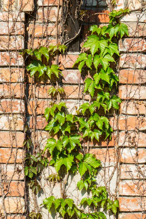 Old brick wall with green ivy creeper plant.の写真素材