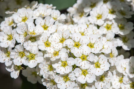 White Spirea Flowers On Bush At Spring.