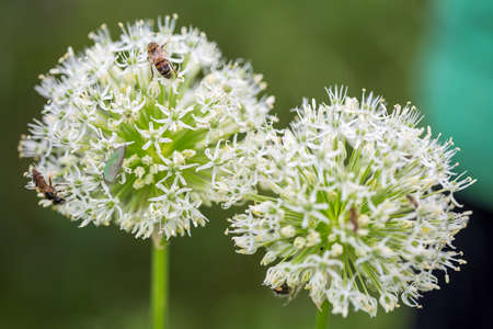 Alliums, giant ornamental onions in full bloom.の写真素材