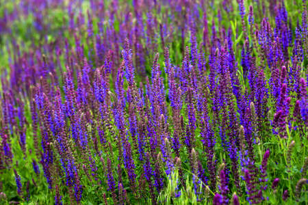 Purple wild flowers in the grass