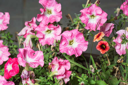 colourful petunia (Petunia hybrida) flowersの写真素材