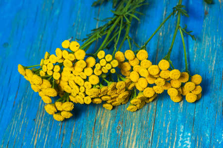 Tansy flower buttons on a blue backgroundの写真素材