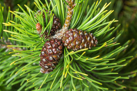 Black pinecone