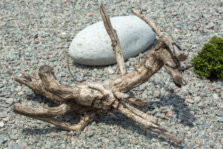 Snag on the rocks, texture.の写真素材