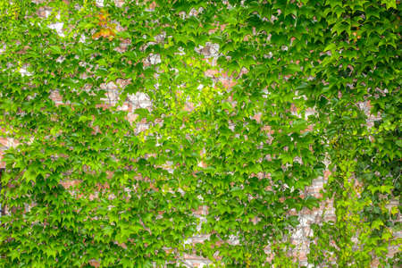 Green living fence from ivy leavesの写真素材