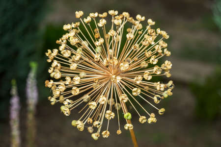 The tender Buds Of Flower on the green backgroundsの写真素材