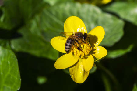 Blossoming buttercup spring and beeの写真素材