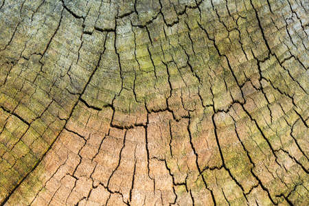 texture of old wood cut.