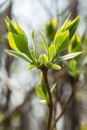 Young leaves on the branchの写真素材