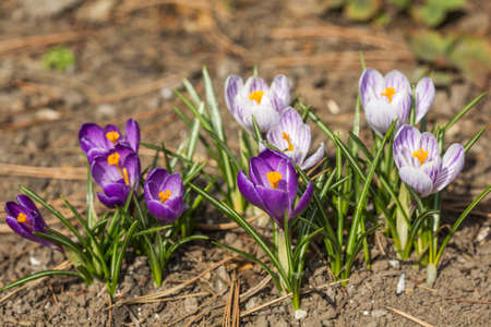 Purple and white crocuses on a field