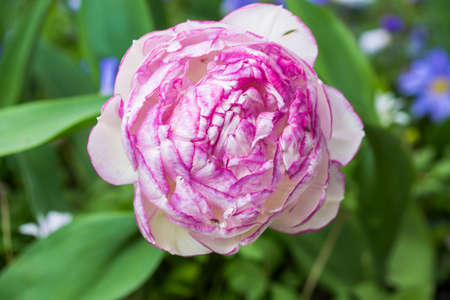 Pink tulip in the field