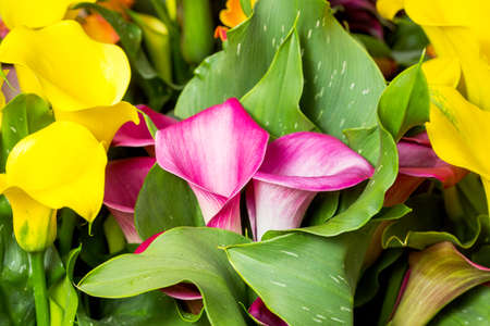 beautiful multi colored Calla lily flowers in gardenの写真素材