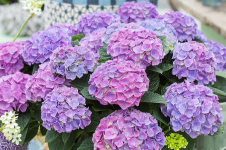 Pink and Blue Hydrangeas