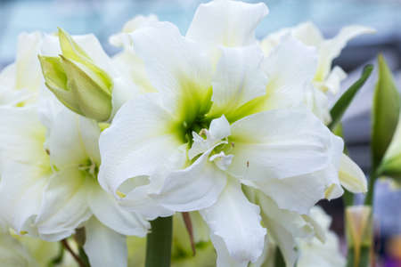 White Amaryllis gramophone type flower