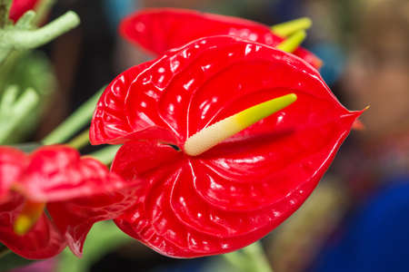 Red anturium flower