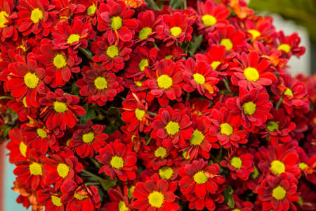 Red chrysanthemums grow in the garden