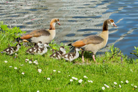 Duck family on a lake-shore in Amsterdam.の写真素材