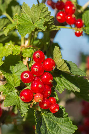 bush of red currant in a garden