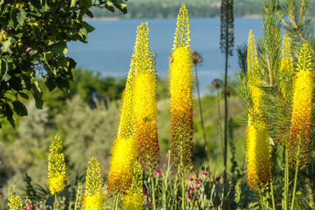 Foxtail lilies. Desert Candles, Eremurus.
