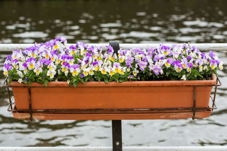 Yellow viola close up Violaceaeの写真素材