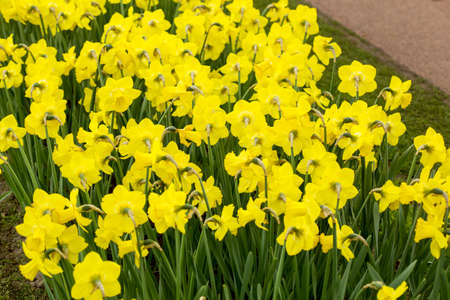 vibrant yellow and orange narcissus flowersの写真素材