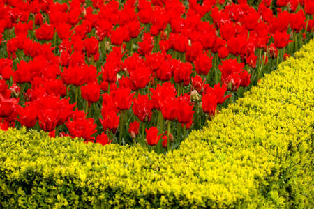 Tulip. Fresh red tulips Glade. Field with red tulips in the netherlands.の写真素材