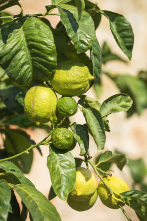 Lemon tree in a Tuscany gardenの写真素材