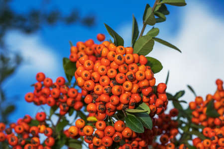 Rowan tree with berry against blue skyの写真素材
