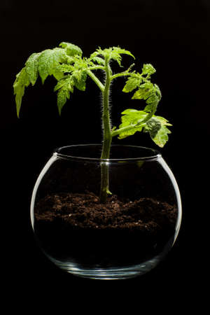 plant Growing in the Glass