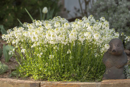 The flowers of Arabis in the garden