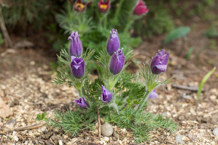 Flowering Pasque Pulsatilla vulgaris.