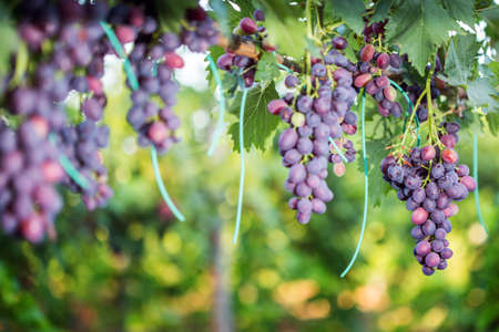Large bunches of red wine grapes hang from an old vine in warm afternoon light.