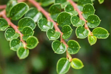 Cotoneaster horizontalis plant leaves with dropsの写真素材