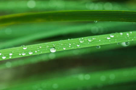 Fresh grass with dew drops in the morning