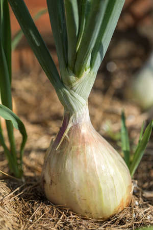 The onion is grown on the soil in the plots. Productivity of Thai farmers.の写真素材