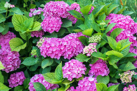Beautiful flower bright pink hydrangea. Close up