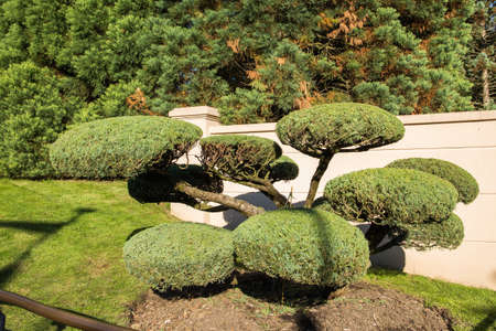 Cupressus sempervirens, common cypress tree.