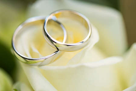 wedding rings on the rose