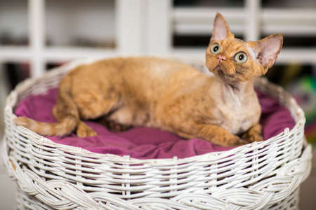 Beautiful devon rex cat is sitting on the scratching post