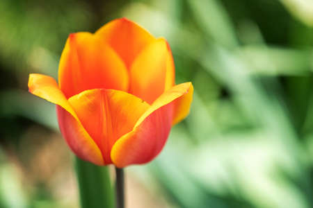 Orange Tulip flowers bloom in spring background the background of blurry tulips in a tulip garden. Nature.の写真素材