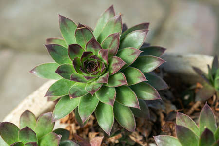 Sempervivum flower Flowering sempervivum in macro shotの写真素材