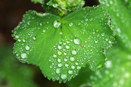 leave and water drops detailの写真素材